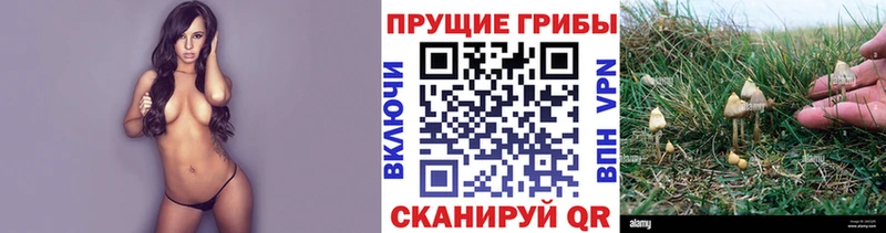 Купить закладки  Зеленоградск  Псилоцибиновые грибы прущие грибы 